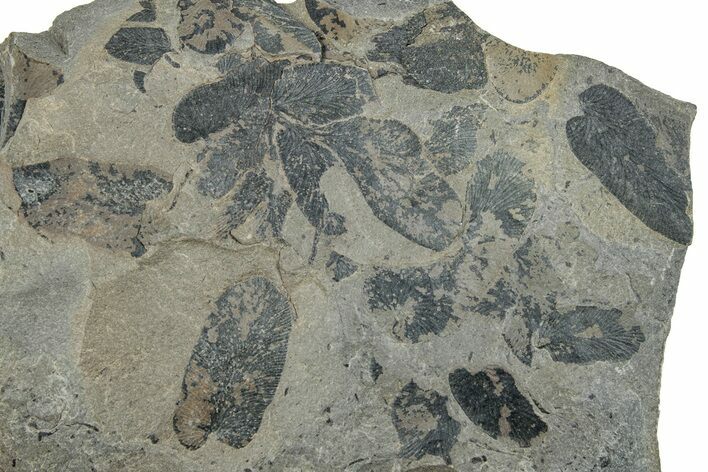 Pennsylvanian Fossil Fern (Neuropteris) Plate - Kentucky #258825